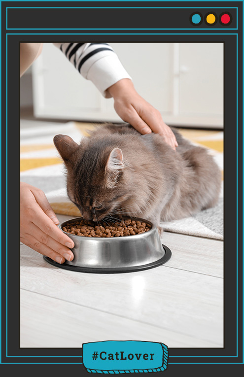 variedad de sabores para gatos